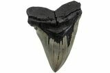 Huge, Fossil Megalodon Tooth - Sharp Serrations #223473-2